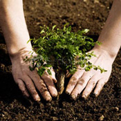 Planting Tree Tips