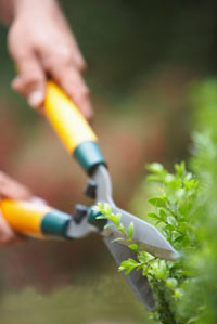 Hedge Trimming