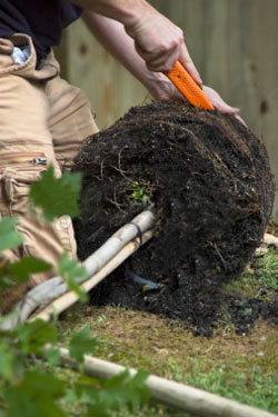 Planting a tree