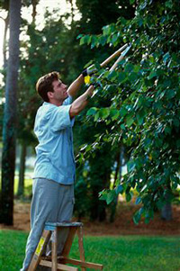 Pruning Tree